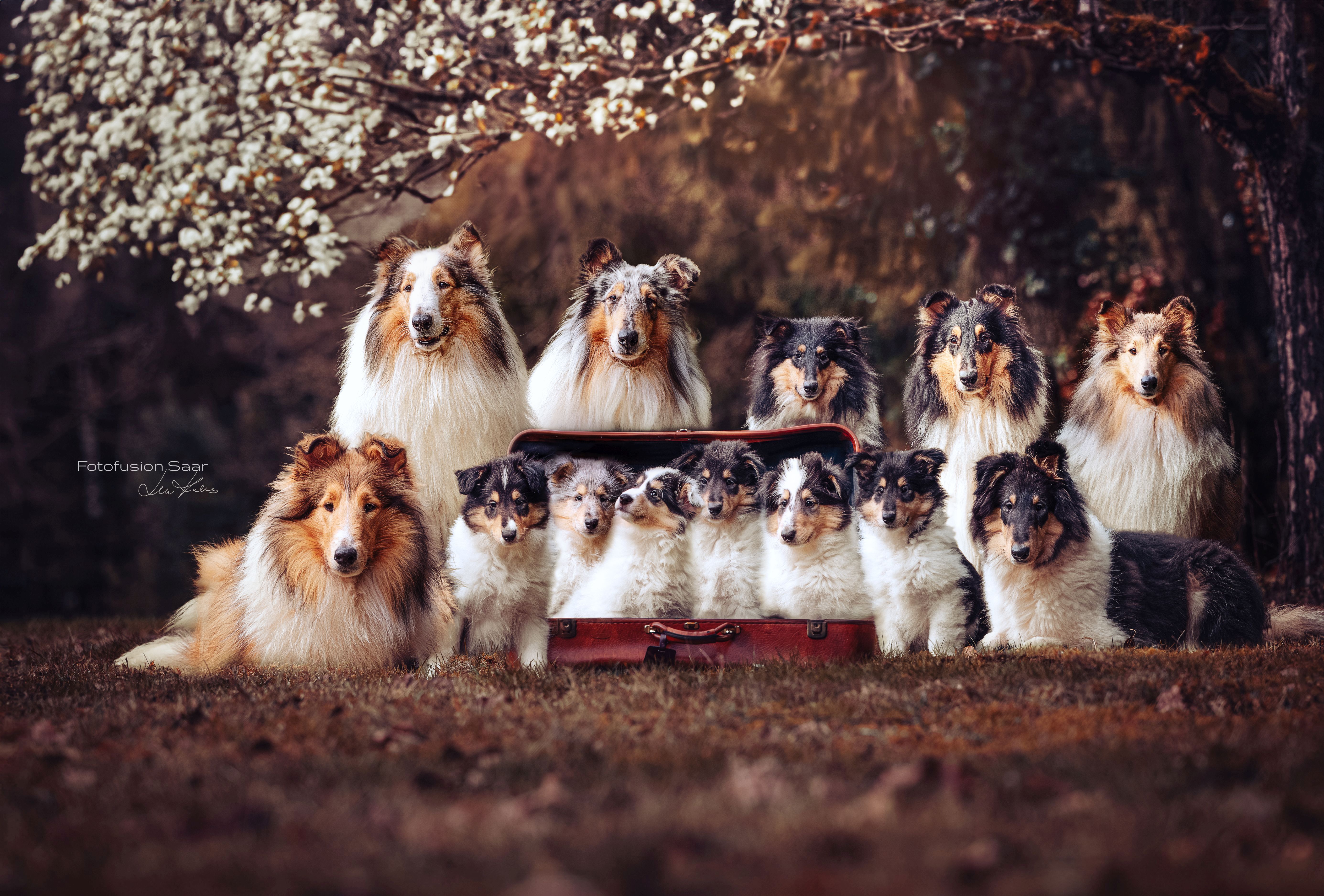 Alle Collies