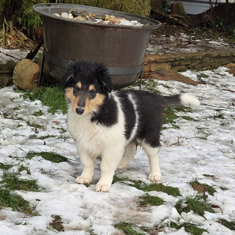 Guiding Star 16.01.26