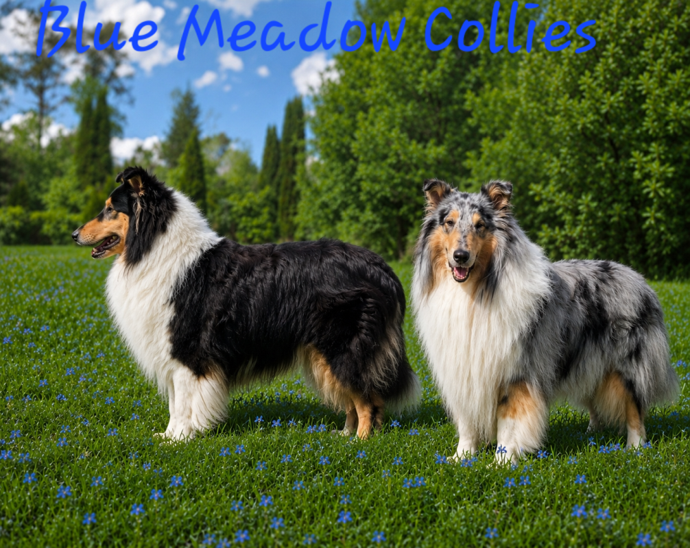 Blue Meadow Collies