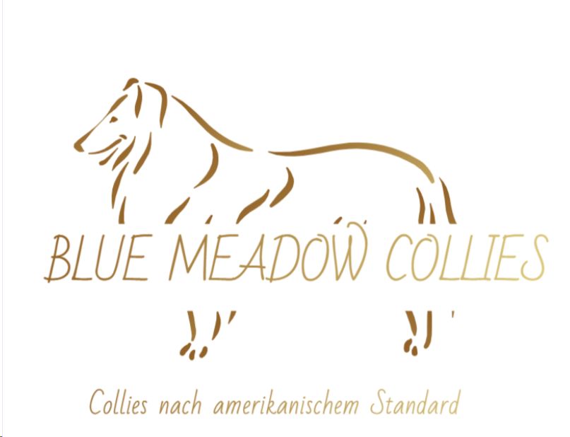 Blue Meadow Collies Logo