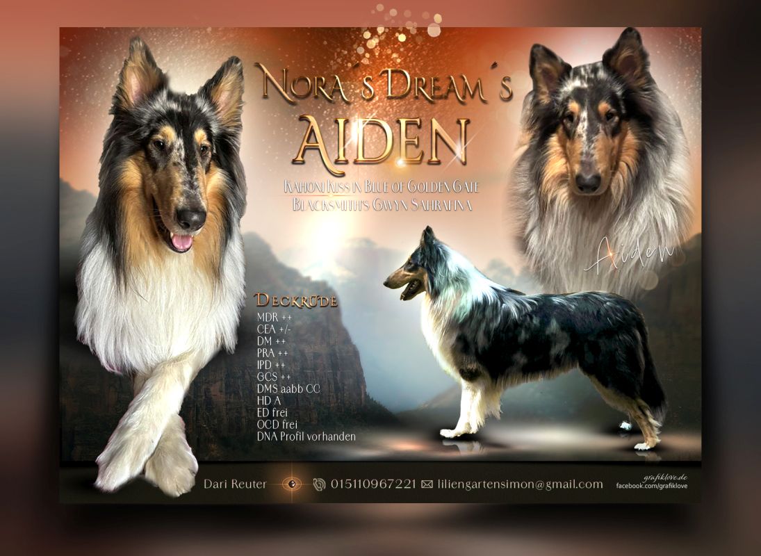 Aiden Nachzucht Blue